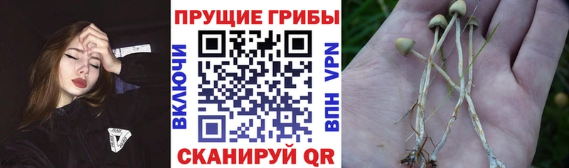 Псилоцибиновые грибы Psilocybine cubensis  Сосновка 